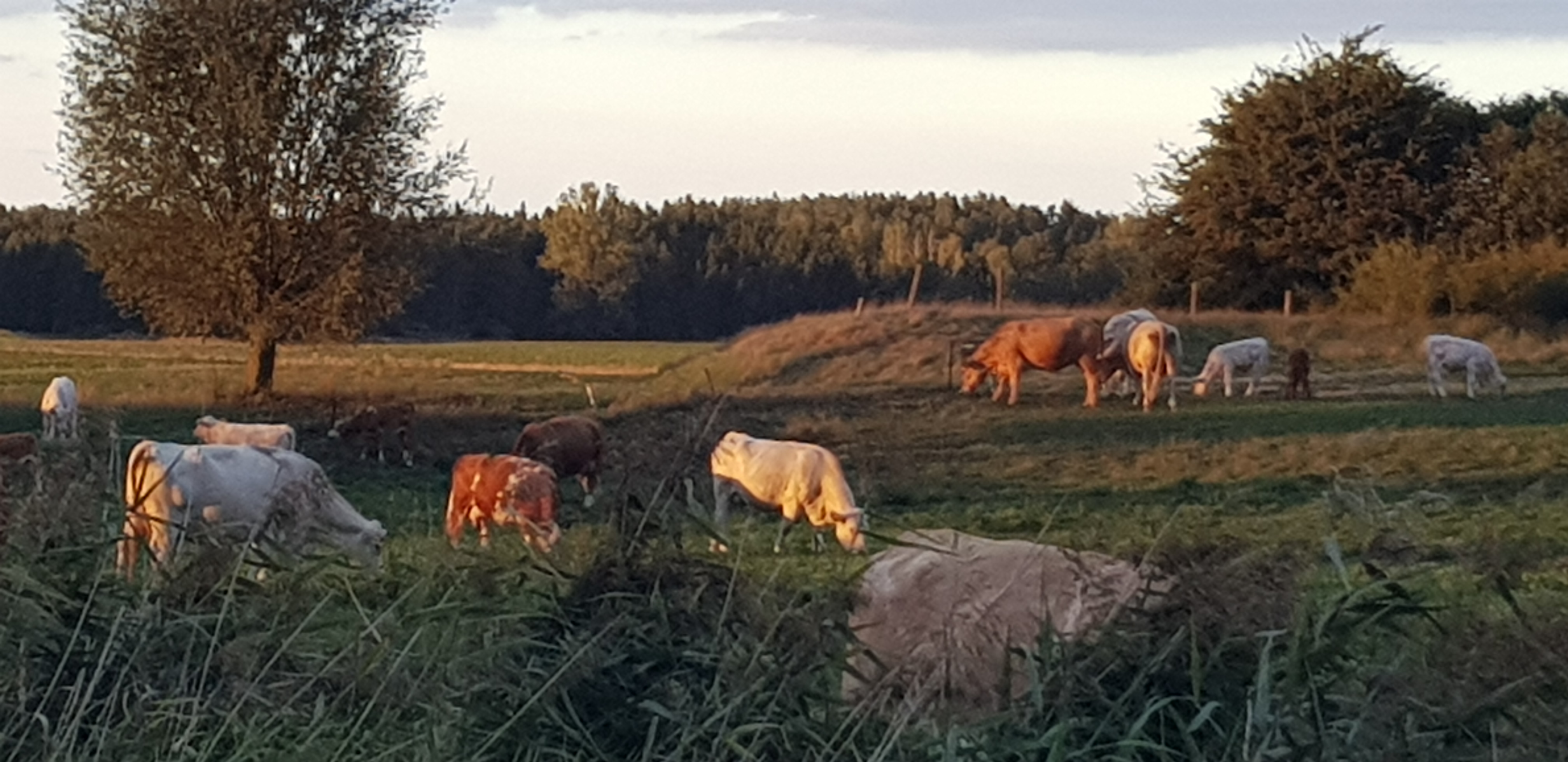 Die Dobbertiner Plage, bei Dobbin